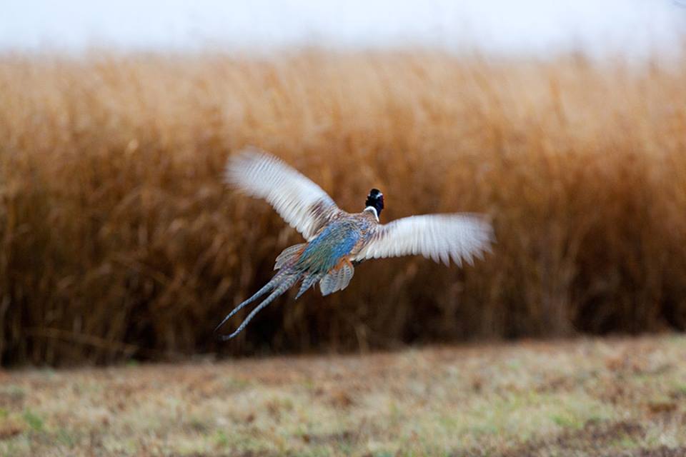 Pheasant hunting at Hunting Hills